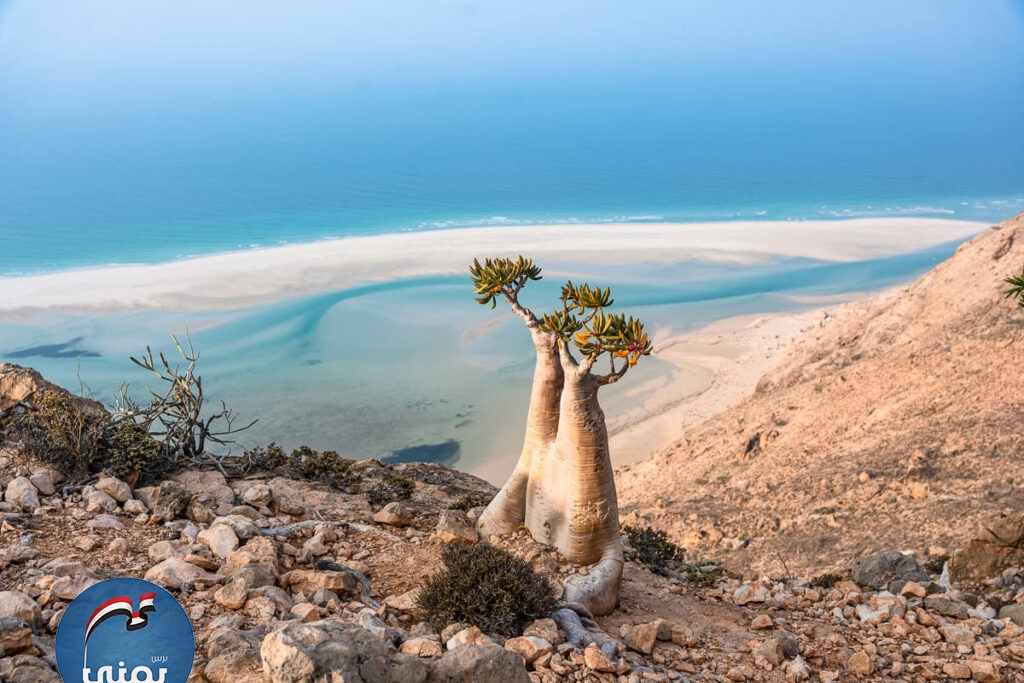 الإمارات تحول سقطرى إلى قاعدة عسكرية وسوق للمخدرات