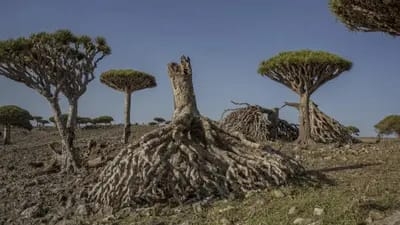 تقرير: تدهور أشجار دم الأخوين في سقطرى يهدد النظام البيئي والاقتصاد المحلي