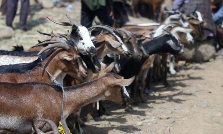 عيد بلا أضحية ولا كسوة.. غلاء الأسعار ينهش فرحة اليمنيين ويخطف بهجتهم
