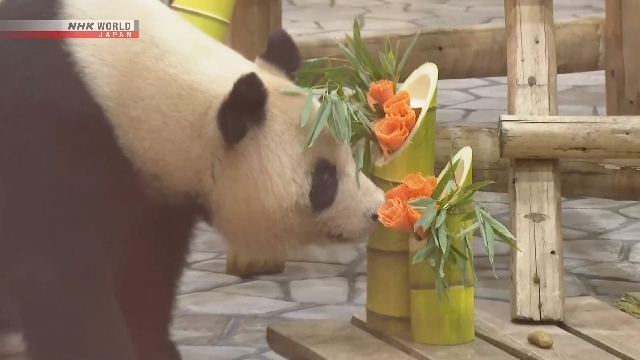 Zoo celebrates female giant panda's last Mother's Day in Japan