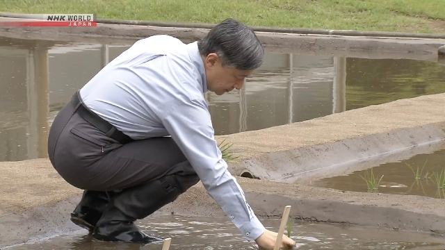 Japan's Emperor plants rice at Imperial Palace in annual tradition