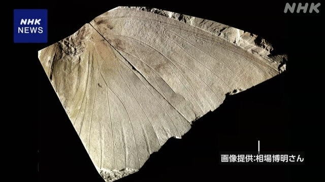 Fossil of extinct butterfly found in Japan identified as that of new species