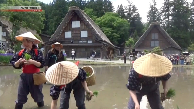 Rice-planting festival held at Shirakawa-go UNESCO World Heritage site