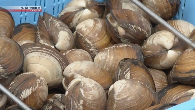 Season's first catch of surf clams unloaded in Soma City, northeastern Japan