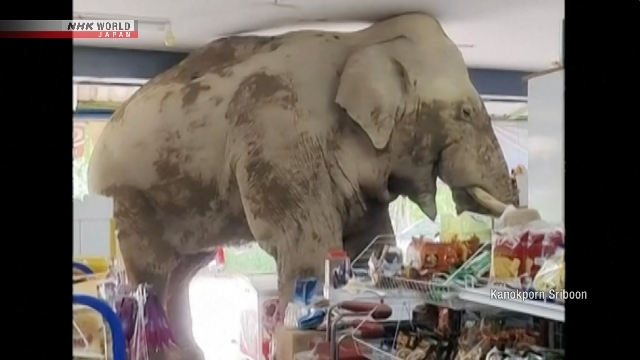 Wild elephant wanders into Thai grocery store for food