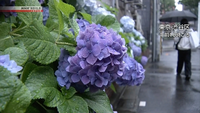 Rainy season underway in Kanto-Koshin, Hokuriku regions