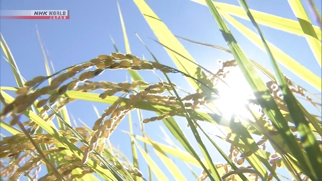 Analyst forecasts decline in rice prices as supply increases