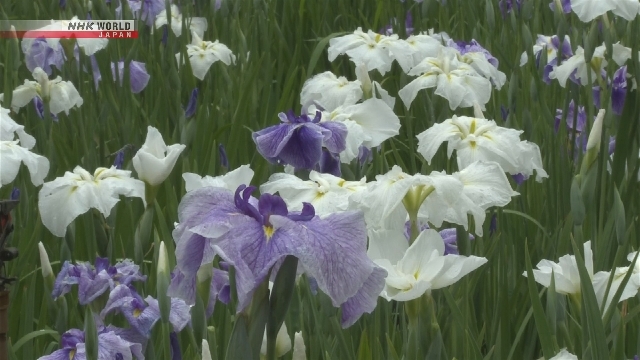 About 200,000 Japanese irises at peak bloom in park north of Tokyo