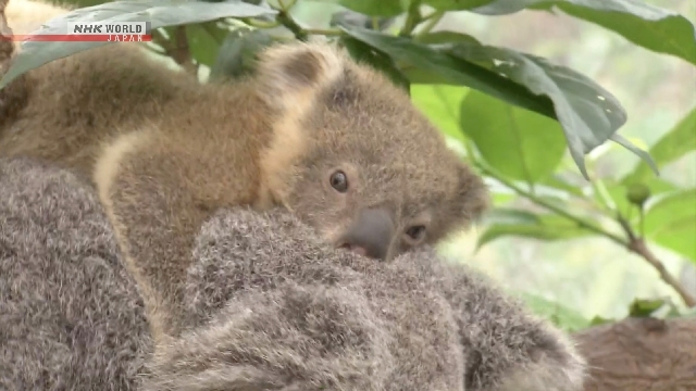 Baby koala comes out of mother's pouch at zoo in Kagoshima