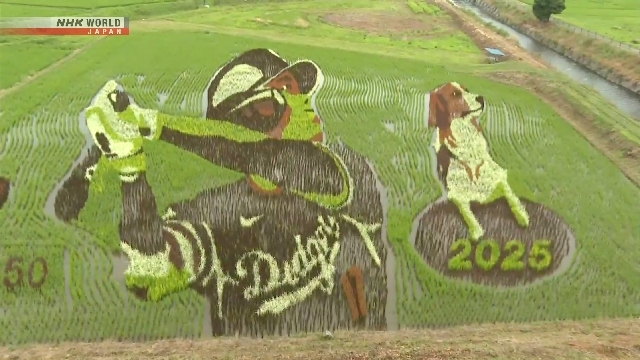 Ohtani and his dog star in epic rice field artwork