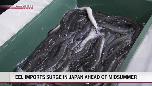 Live eel imports peak at Narita Airport in Japan