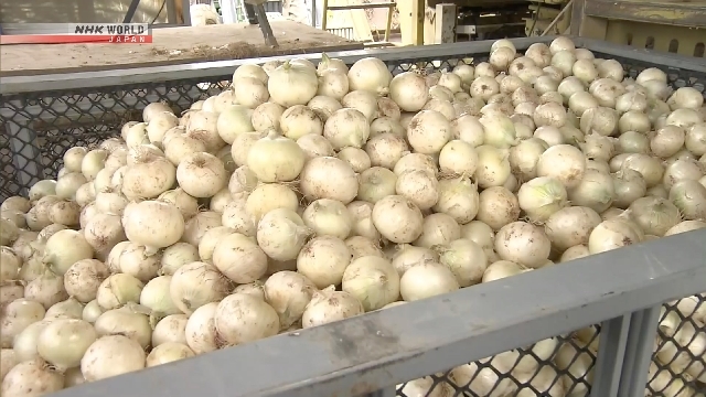 Onion harvesting underway in Japan's Kitami region, Hokkaido