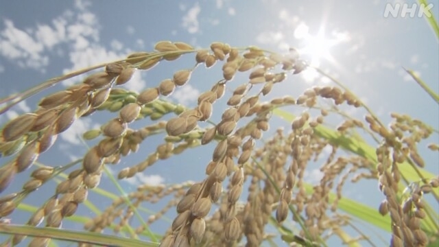 Japan ministry says rice harvest to surge by record on high prices