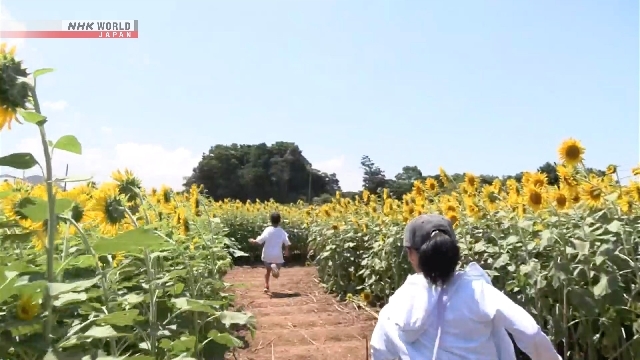 Kids in Nagasaki create giant sunflower maze