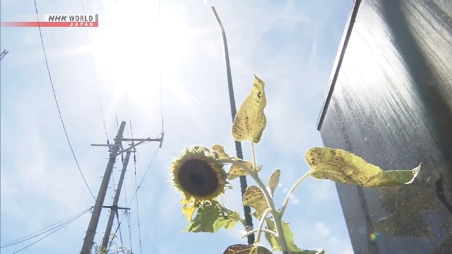Dangerous heatwave continues in Japan, 40 degrees Celsius forecast in Oita