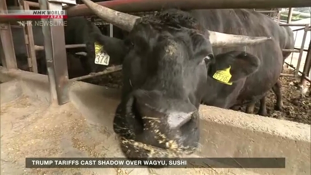 Trump tariffs cast shadow over wagyu, sushi