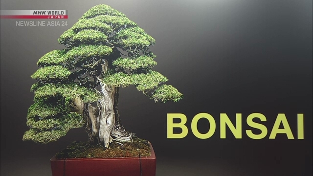 Finding life in the art of bonsai