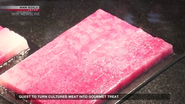 Quest to turn cultured meat into gourmet treat