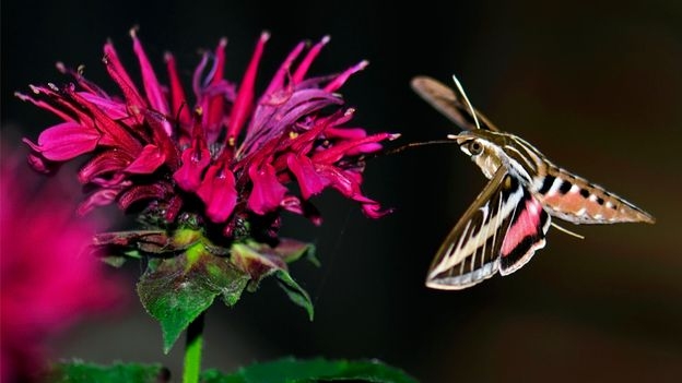Where bees won't go: How flowers rely on cockroaches, bats and moths