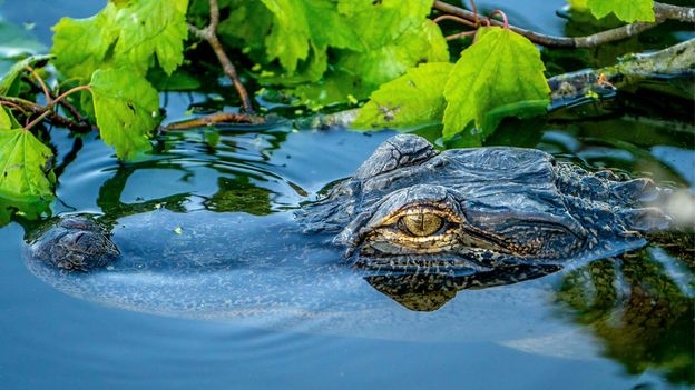 How alligators are breathing life into Florida's Everglades