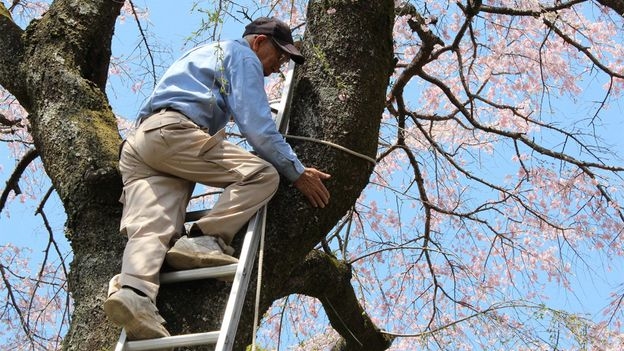 Japan's 97-year-old cherry blossom guardian