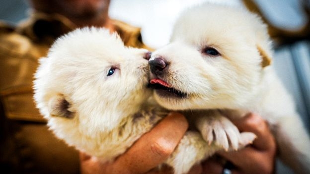 Dire wolves and woolly mammoths: Why scientists are worried about de-extinction