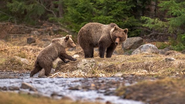The European nation where bears roam free