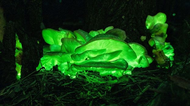 From sea sparkles to fireflies: Chasing Australia's 'big four'