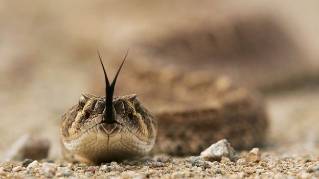 'You're supposed to hate snakes - I don't': The rescuers saving Arizona's rattlesnakes
