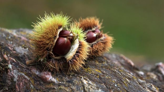 How the humble chestnut traced the rise and fall of the Roman Empire