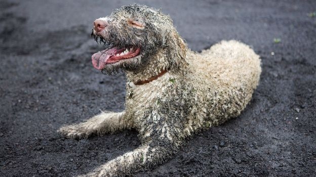 How your pets alter your immune system