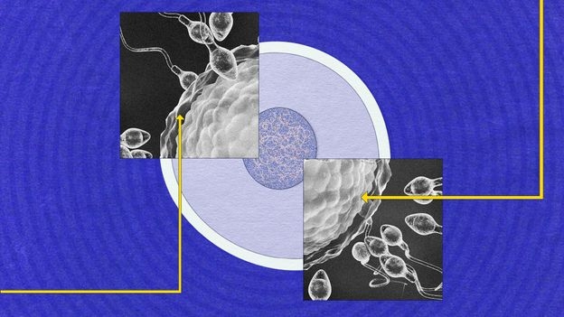 'There's a huge amount that we don't understand': Why sperm is still so mysterious