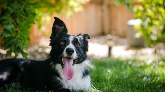 How to keep dogs cool in hot weather