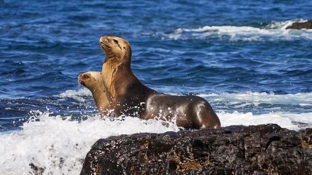 Argentina's wild new coastal escape