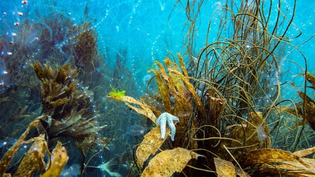 An interstellar visitor and hairy caterpillars: The best science pictures of the week