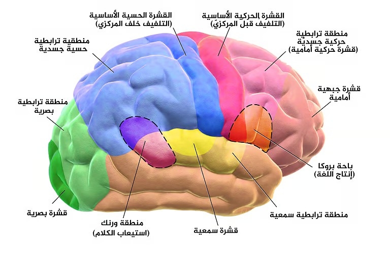 دراسة "دماغ القراءة" تكشف أنشطة مذهلة تحدث في الدماغ أثناء القراءة