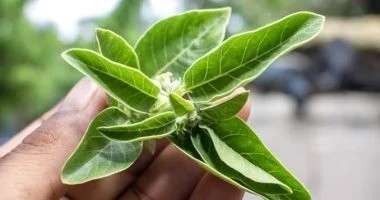 عشبة طبيعية تعزز التركيز ووظائف المخ والمناعة.. ما هى