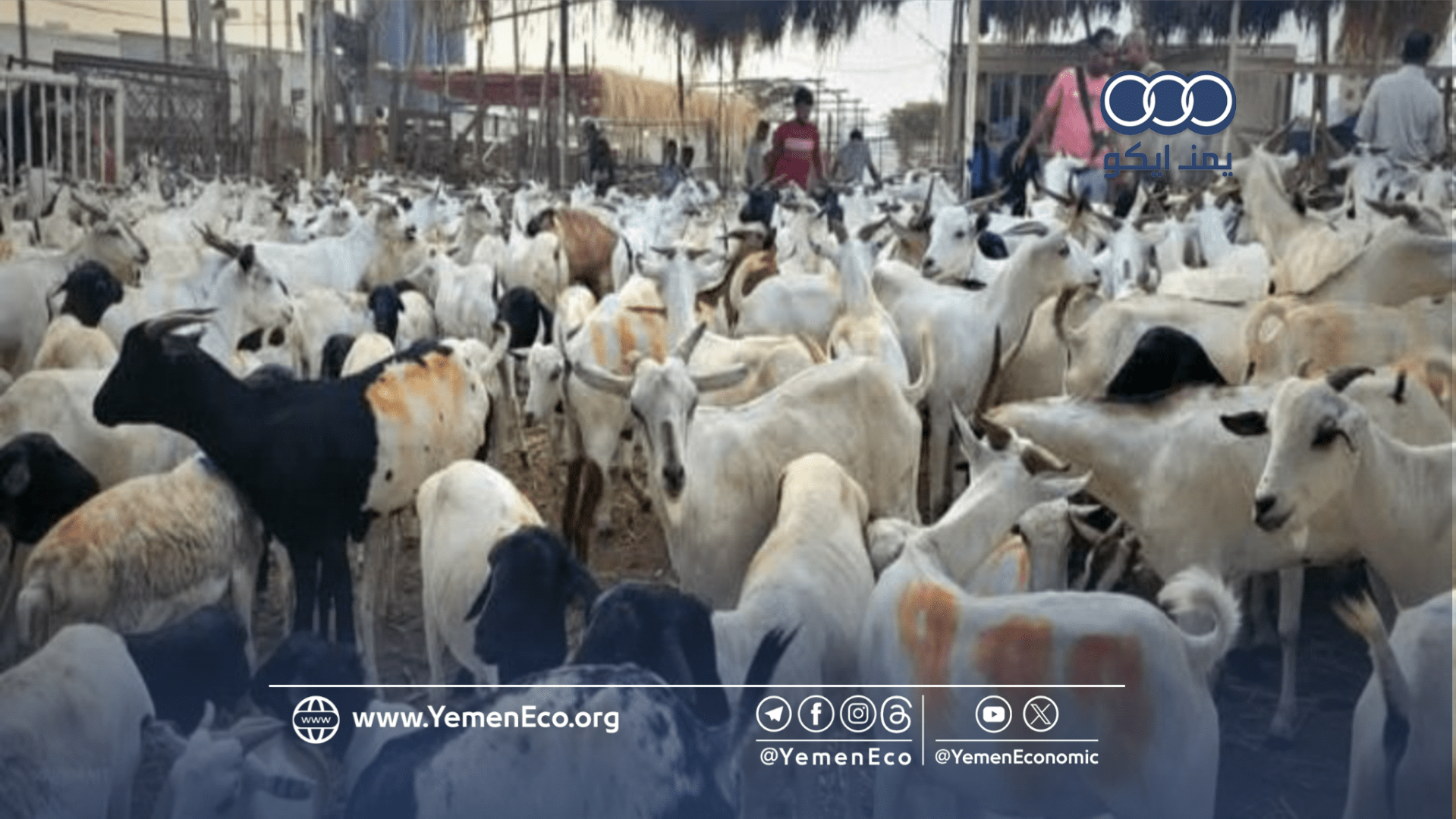 سكان عدن يطالبون الحكومة بتوفير أضاحي عيد مدعومة أو مبادرات خيرية