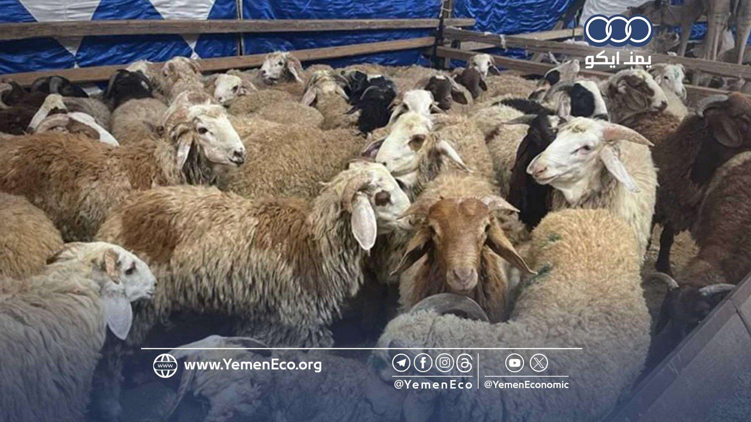 أسعار الأضاحي عربياً في 2025م.. شعيرة العيد تصطدم بالتضخم وتكاليف المعيشة
