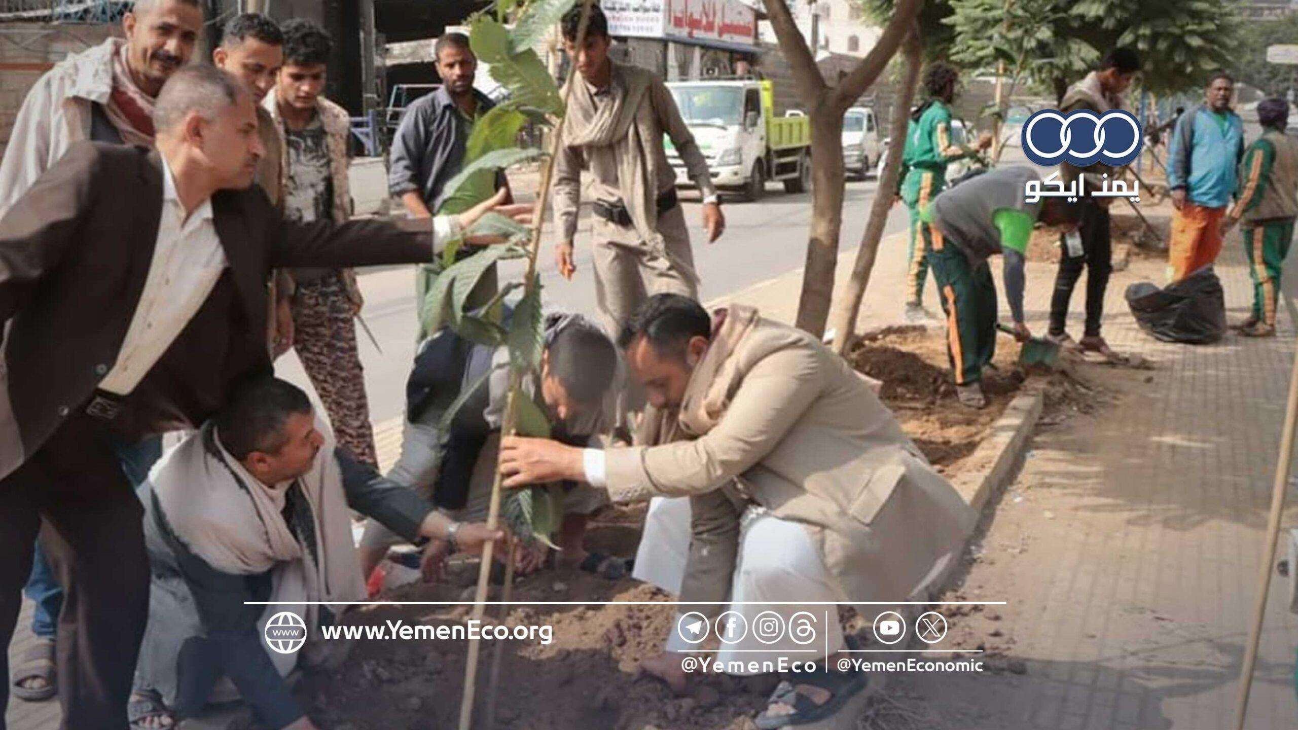 لزراعة أكثر من 5 آلاف شجرة.. حملة تشجير في محافظة صنعاء